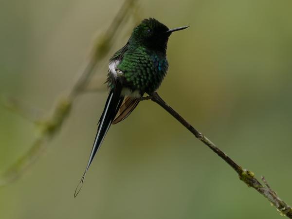 <h3><a href="/trips/costa-rica/biota/animalia/chordata/aves/033 apodiformes/004 trochilidae/discosura conversii/discosura conversii-nl.html">Discosura&nbsp;conversii</a> / Green&nbsp;thorntail / Groene&nbsp;draadkolibrie</h3>OM-1 met OLYMPUS M.300mm F4.0, 1/800 sec  bij F4.0, ISO 400, afstand 7.73&nbsp;m
